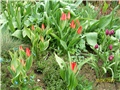 višecvjetni tulipani - lat. tulipa praestans